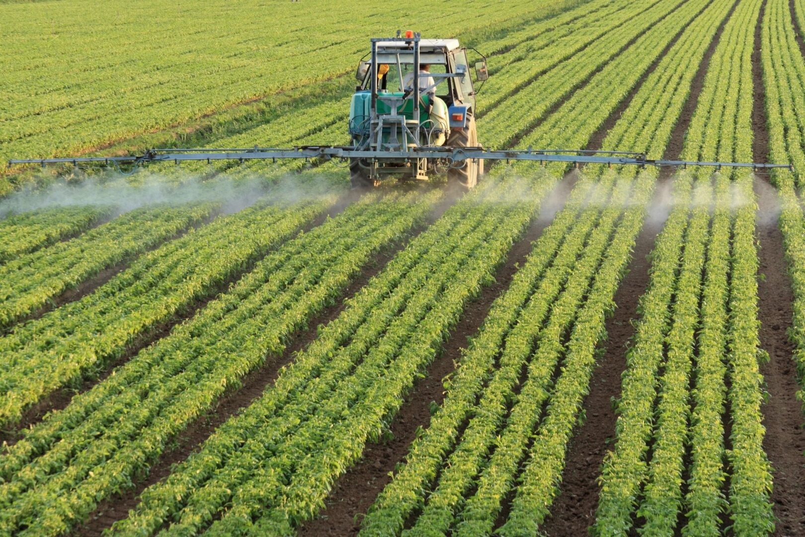 tractor goes through a field watering rows and rows of green leafy crops